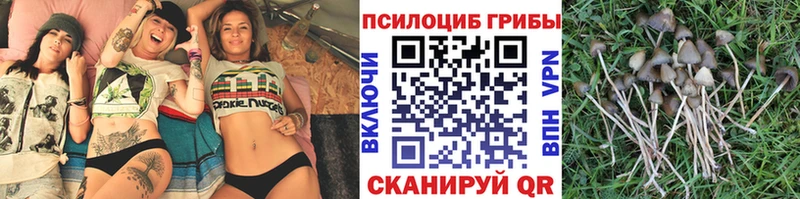Галлюциногенные грибы Psilocybine cubensis Щёлково